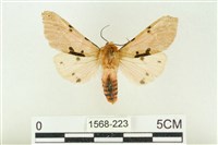 棍棒污燈蛾藏品圖，第1張