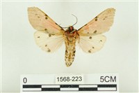 棍棒污燈蛾藏品圖，第2張