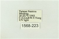 棍棒污燈蛾藏品圖，第3張