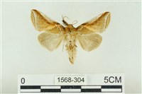 印華波紋蛾藏品圖，第1張