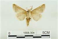 印華波紋蛾藏品圖，第2張