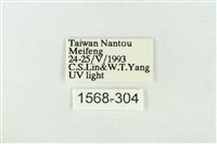 印華波紋蛾藏品圖，第3張