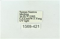 連珠波紋蛾藏品圖，第3張