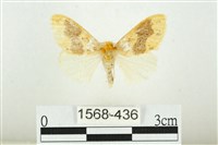 寬紋黃毒蛾藏品圖，第1張