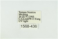 寬紋黃毒蛾藏品圖，第3張