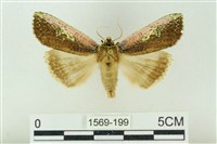 粉太波紋蛾藏品圖，第1張