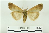 粉太波紋蛾藏品圖，第2張