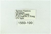 粉太波紋蛾藏品圖，第3張