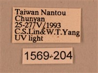 背線天蛾藏品圖，第3張