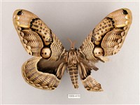 枯球籮紋蛾藏品圖，第1張