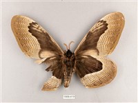 枯球籮紋蛾藏品圖，第2張