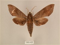 背中白天蛾藏品圖，第1張