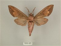 背中白天蛾藏品圖，第2張