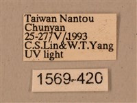 背中白天蛾藏品圖，第3張