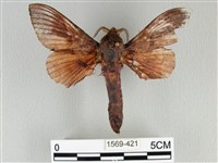 大褐斑枯葉蛾藏品圖，第1張