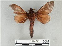 大褐斑枯葉蛾藏品圖，第2張