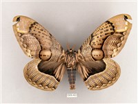 枯球籮紋蛾藏品圖，第1張