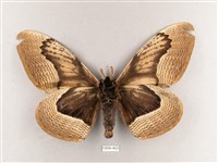 枯球籮紋蛾藏品圖，第2張