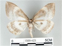 圓翅大鉤蛾藏品圖，第2張