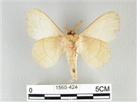 青枯葉蛾藏品圖，第2張