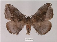 蓬萊灰紋帶蛾藏品圖，第1張