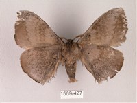 蓬萊灰紋帶蛾藏品圖，第2張