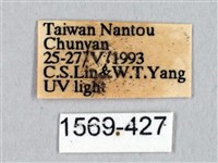 蓬萊灰紋帶蛾藏品圖，第3張