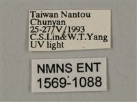 裂斑鷹翅天蛾藏品圖，第3張