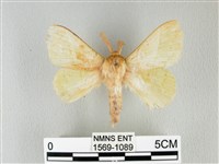 青枯葉蛾藏品圖，第1張