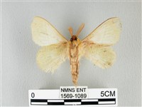 青枯葉蛾藏品圖，第2張