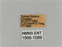 青枯葉蛾藏品圖，第3張