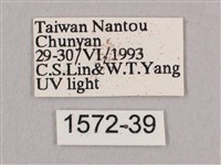 直翅六點天蛾藏品圖，第3張