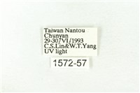 樹形尺蛾藏品圖，第3張