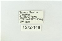 基褐綠刺蛾藏品圖，第3張