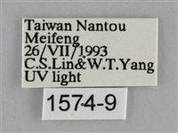 基褐刺蛾藏品圖，第3張
