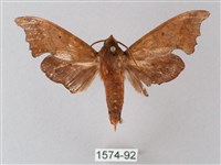 黃斑索天蛾藏品圖，第1張