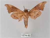 黃斑索天蛾藏品圖，第2張