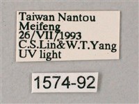 黃斑索天蛾藏品圖，第3張