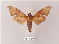 黃斑索天蛾藏品圖，第2張