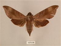 背中白天蛾藏品圖，第1張