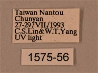 背中白天蛾藏品圖，第3張