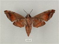 半緣缺角天蛾藏品圖，第2張