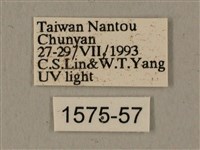 半緣缺角天蛾藏品圖，第3張