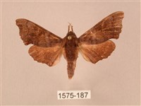 楓天蛾藏品圖，第1張