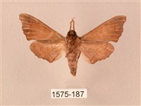 楓天蛾藏品圖，第2張