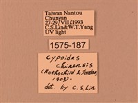 楓天蛾藏品圖，第3張