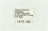 臺灣斑蕊夜蛾藏品圖，第3張