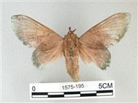 登錄號:001575-00195藏品圖，第1張