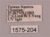 桃紅六點天蛾藏品圖，第3張