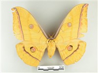 大透目天蠶蛾藏品圖，第1張